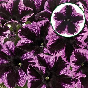 Bild von Petunia P12 Cosmic violet